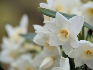 3月に咲いた自然に咲いていた可憐なスイセンの花