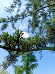 pine branches against blue sky