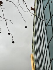 tree on the roof