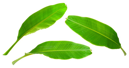 Tropical banana leaf isolated on white background with clipping path for design elements.
