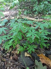 Lush green plants growing among rocks