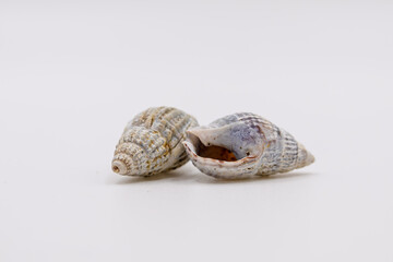 Small Seashells Close-Up