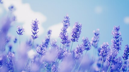 Naklejka premium Lavender Field Under a Sunny Sky