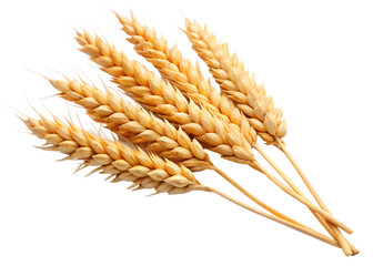 tow an ear of wheat isolated on transparent background png