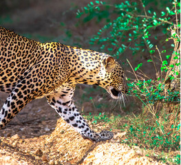 Sri Lankan leopard