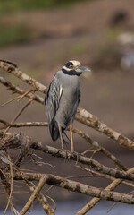 Night heron