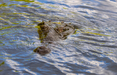 crocodile in the water