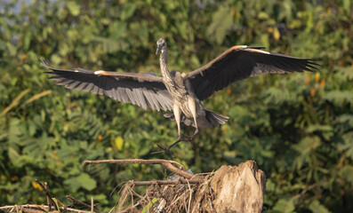 Heron in flight