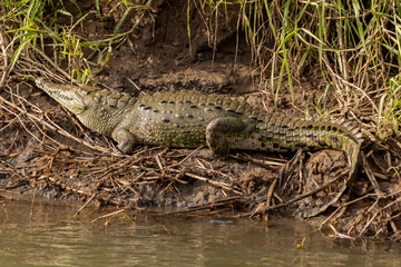 American crocodile