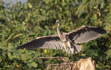 Tricolored Heron