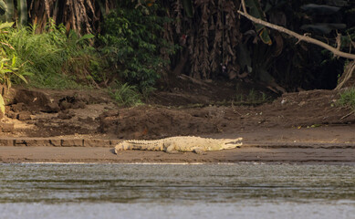 crocodile in the river