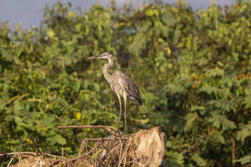 Tricolor Heron