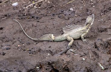 basilisk lizard