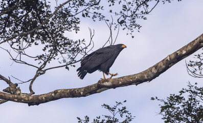 Common black hawk
