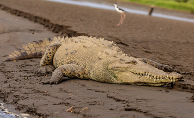 crocodile on the beach