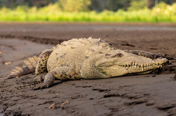 crocodile on the beach