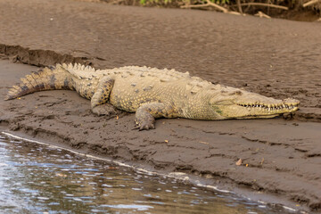 American crocodile