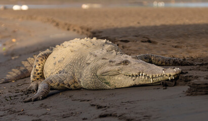 crocodile on the beach