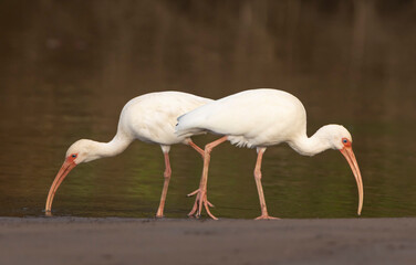 White ibis