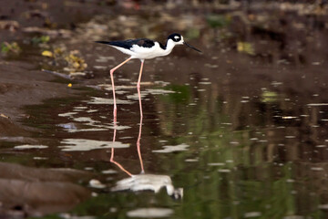 black necked stilt