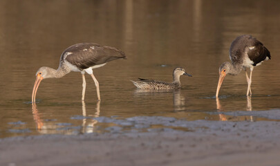 White ibis