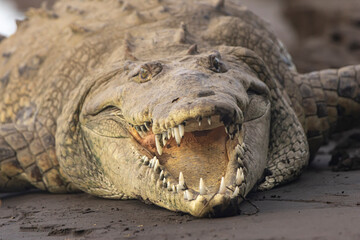 American crocodile