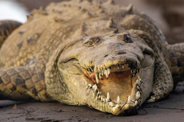 Obraz premium close up of a crocodile