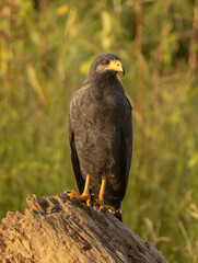 Common black hawk