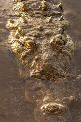 crocodile in the water
