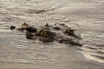 crocodile on the beach