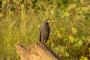 Black hawk