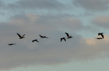 flock of birds