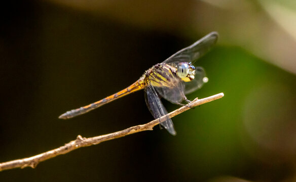 dragonfly on a twig
