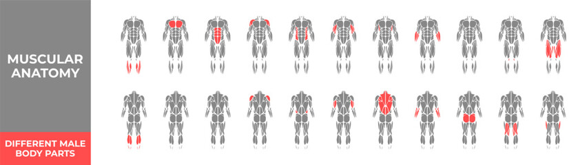 Human muscles anatomy. Male muscle anatomy icon set. Vector illustration