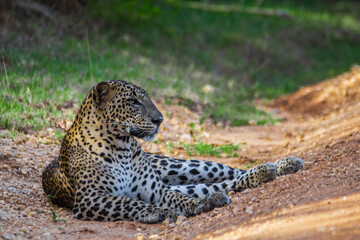 Sri Lankan Leopard resting