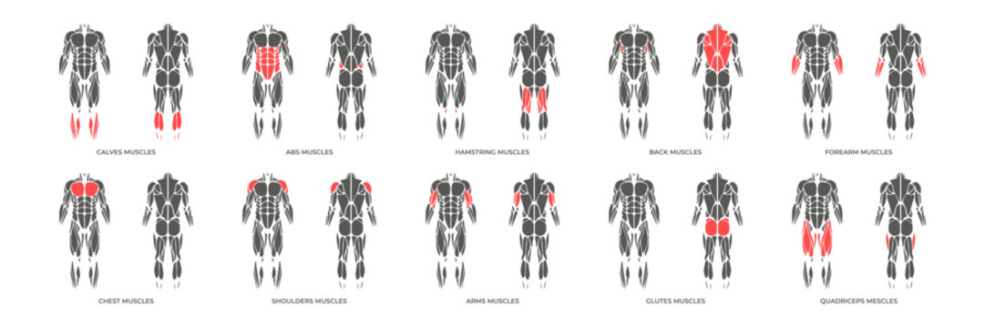 Human muscles anatomy. Male muscle anatomy icon set. Vector illustration