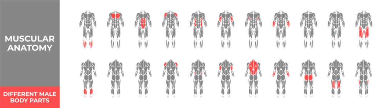 Human muscles anatomy. Male muscle anatomy icon set. Vector illustration