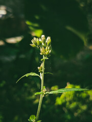 A cluster of little ironweed with delicate and soft buds ready to bloom