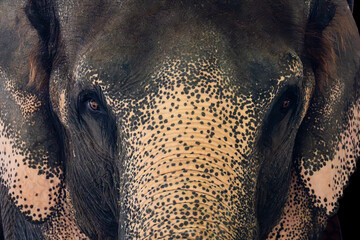 Close up of elephant head skin