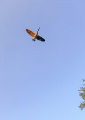 A Single Canadian Goose Flying Against A Blue Sky