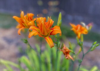 Orange Lily Flowers With Bokeh