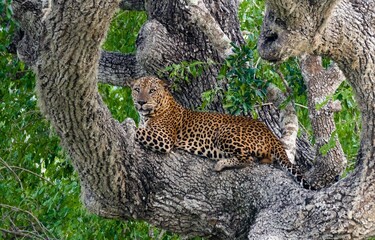 leopard in tree