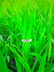 Butterfly on Green Grass