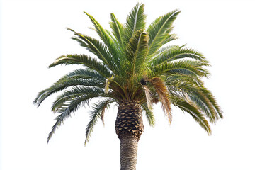 Short palm tree isolated on white background, Close up shot palm tree at the beach, Tropical tree on island	