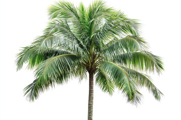Fototapeta premium Selective focus palm tree on the beach isolated on white background, Tropical coconut tree.