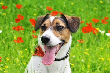 Jack Russell terrier sits in the green grass with red poppy flowers