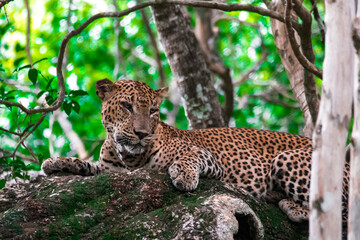 leopard resting on the tree