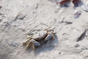 Small sand crab moves across a sandy beach surface, blending with the natural surroundings. Its shell and legs are covered in fine sand