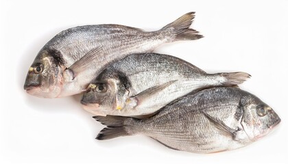Fresh sea breams lying on white background