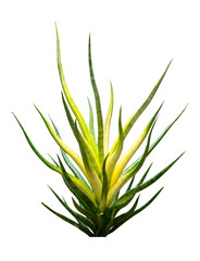 Snake Plant - Dracaena Trifasciata tree isolate on white background, high resolution image 45MP